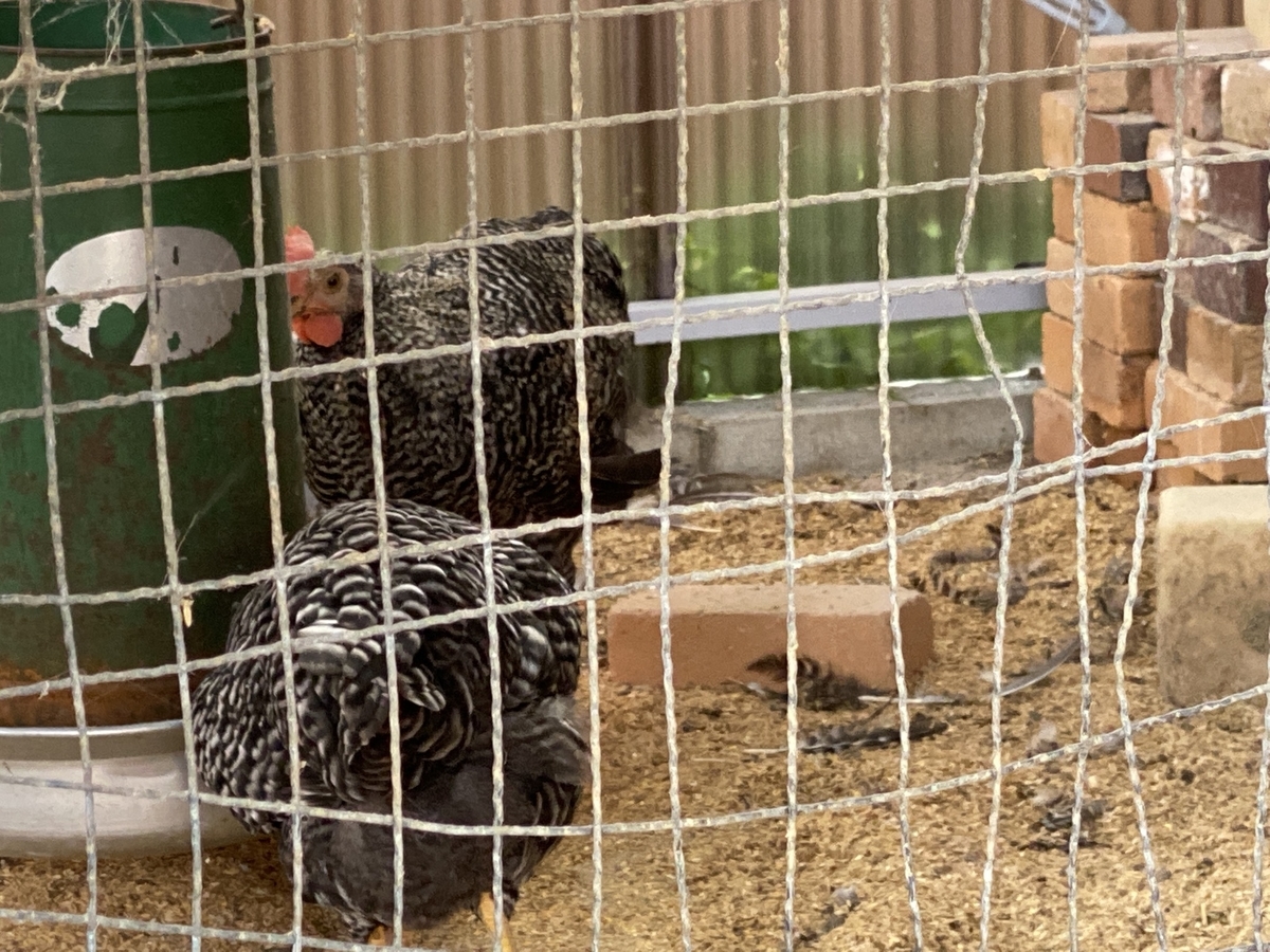 f:id:hachibura:20200822173954j:plain f:id:hachibura:20200822173954j:plain