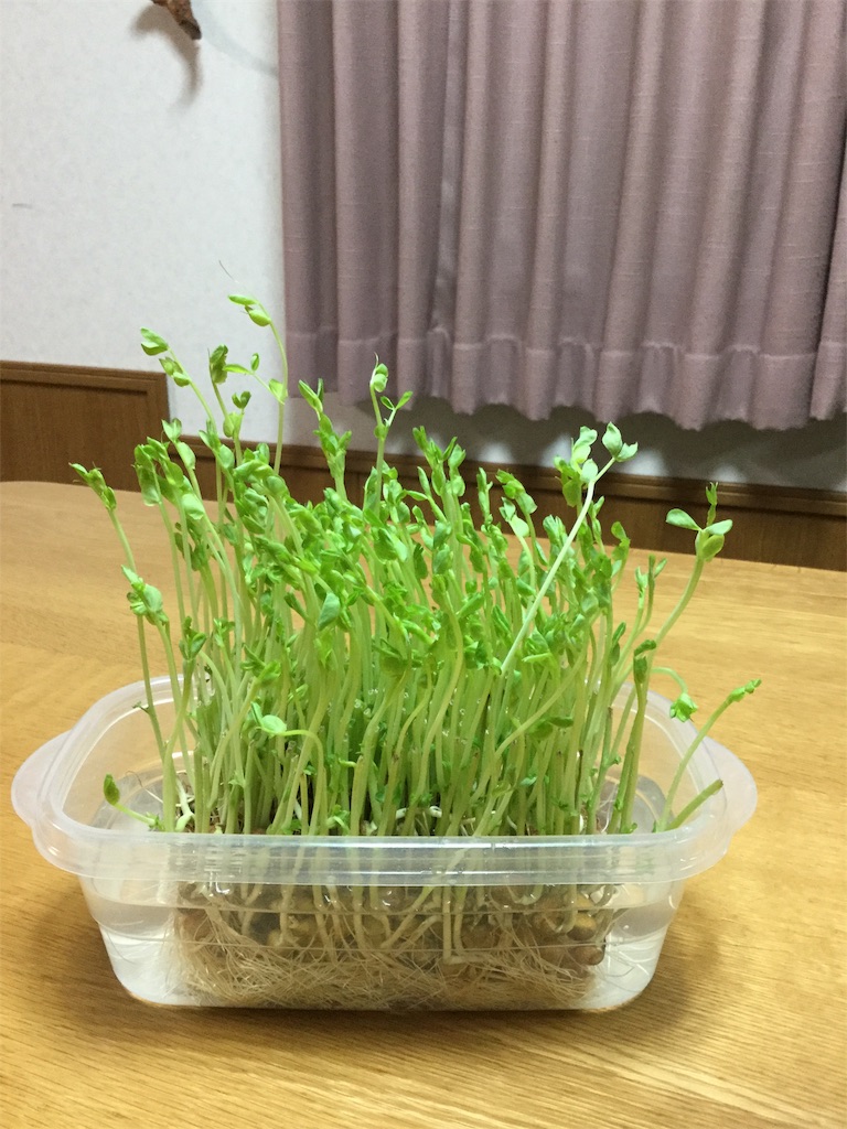 f:id:hachiburo:20191128061606j:image f:id:hachiburo:20191128061606j:image