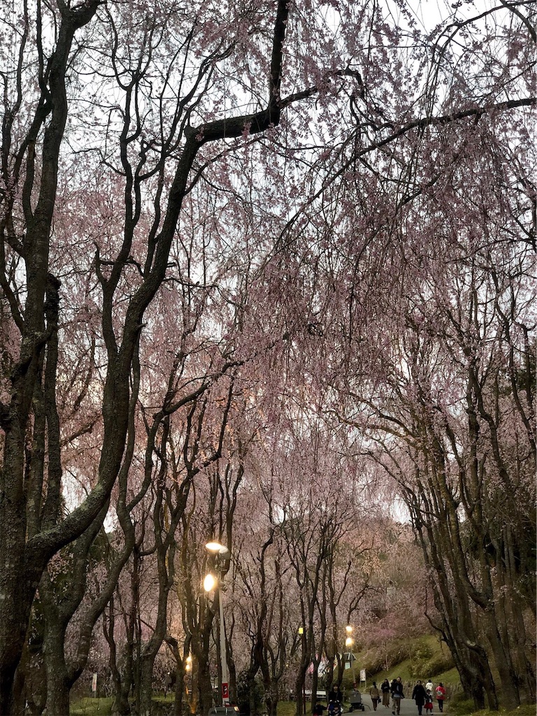 f:id:hachiburo:20191231082452j:image