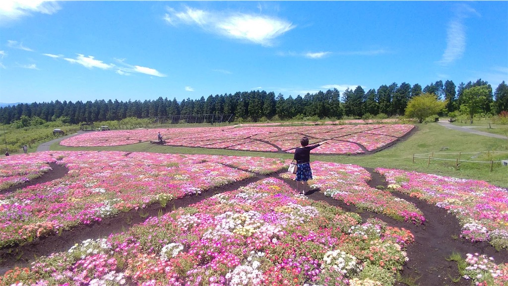 f:id:hachiburo:20200526202523j:image