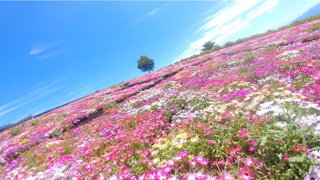 f:id:hachiburo:20200526202527j:image