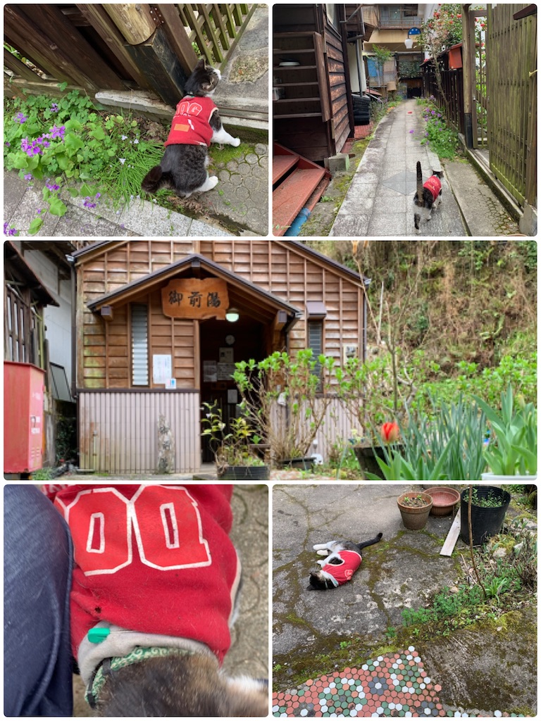 f:id:hachiburo:20200712191607j:image