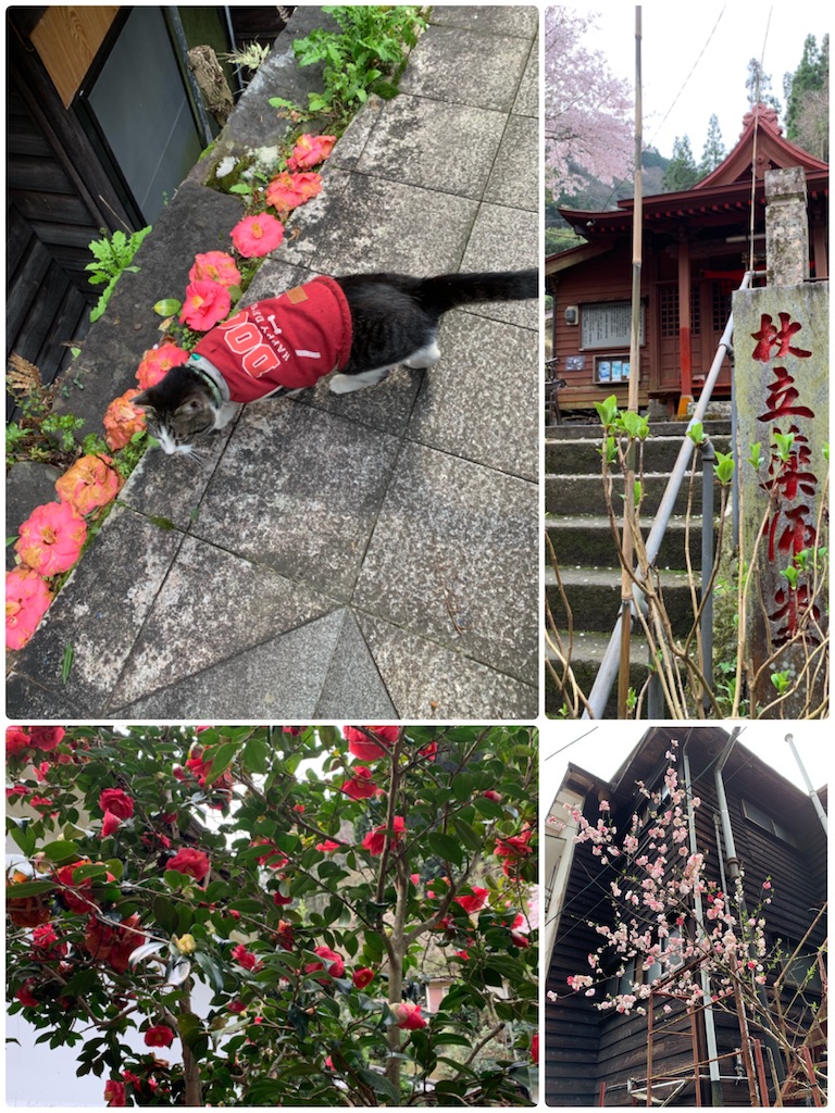 f:id:hachiburo:20200712191610j:image