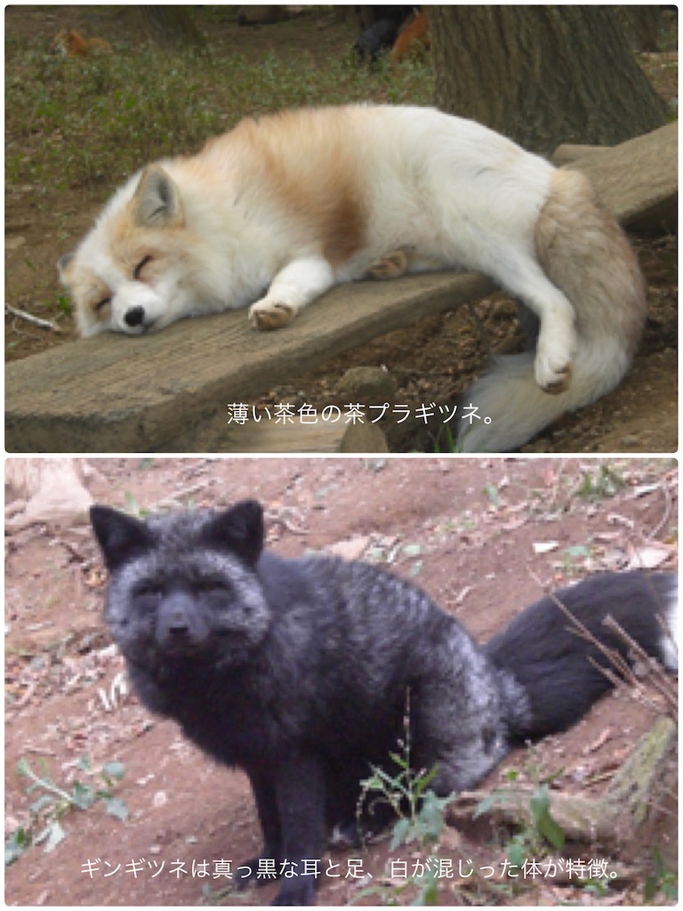 癒しスポット 宮城県 蔵王キツネ村 御釜 蔵王寺 雑記と旅のブログ はちこーんのお一人様が行く