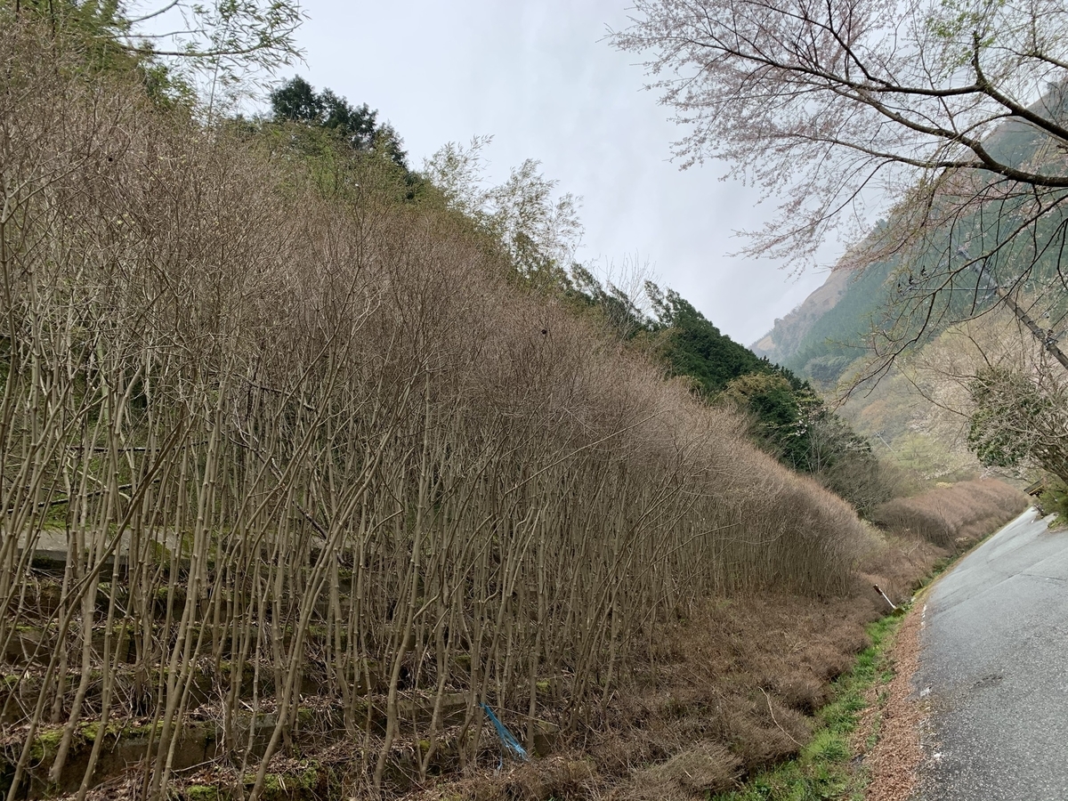 f:id:hachiburo:20210517150149j:plain