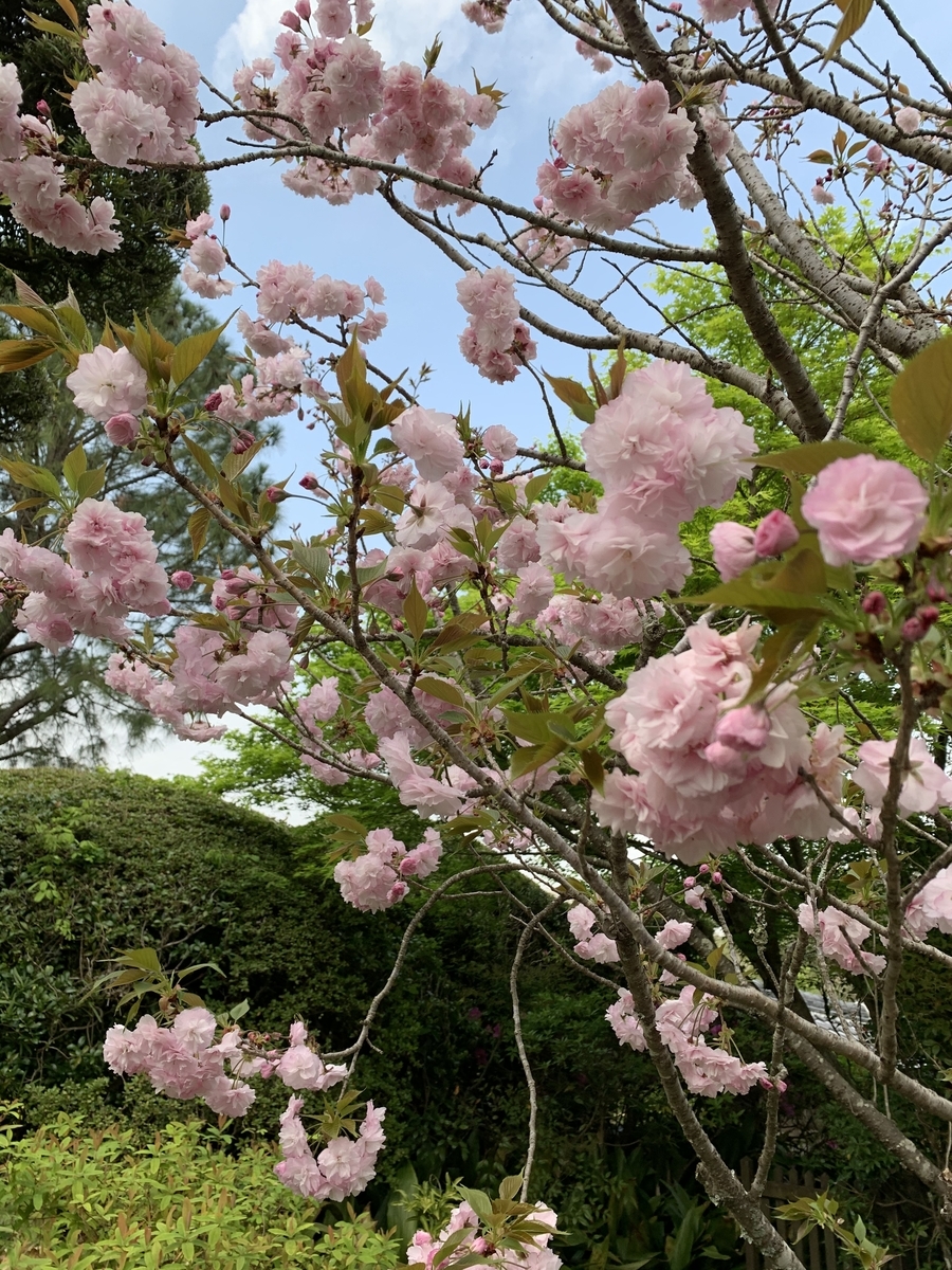 f:id:hachiburo:20210611151601j:plain