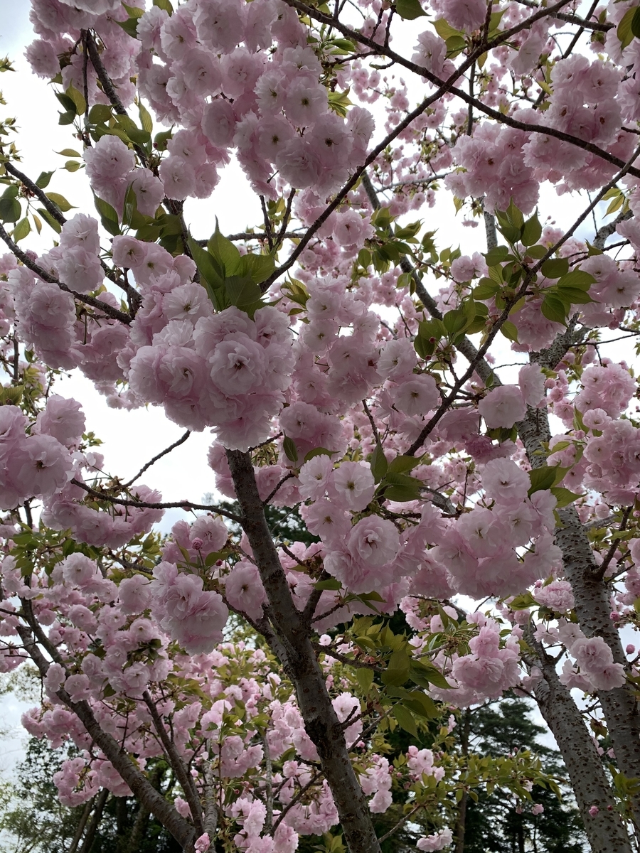 f:id:hachiburo:20210813112438j:plain
