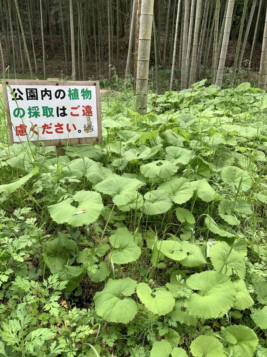 f:id:hachiburo:20210825161034j:plain
