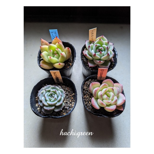 42【多肉植物】ざわわxコロラータ・ざわわx沙羅姫牡丹・花うららx