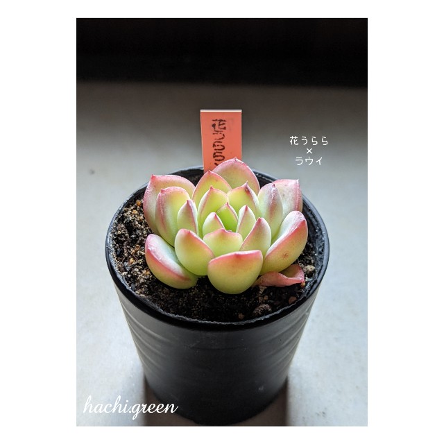 42【多肉植物】ざわわxコロラータ・ざわわx沙羅姫牡丹・花うららx