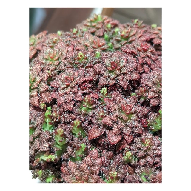 43【多肉植物】トランスバール - 多肉好き⟡.꙳はちのライフログ__手帳