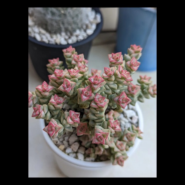 64【多肉植物】オーロラ・ゴルゴンズグロット・星の王子