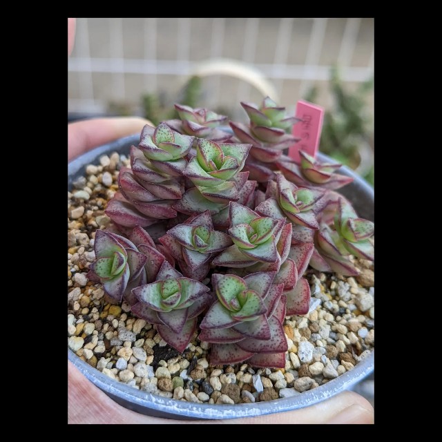 64【多肉植物】オーロラ・ゴルゴンズグロット・星の王子