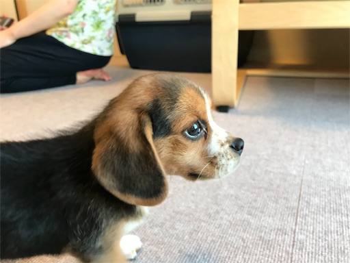 エイトが我が家にやってきた ビーグル犬エイトのお散歩日記
