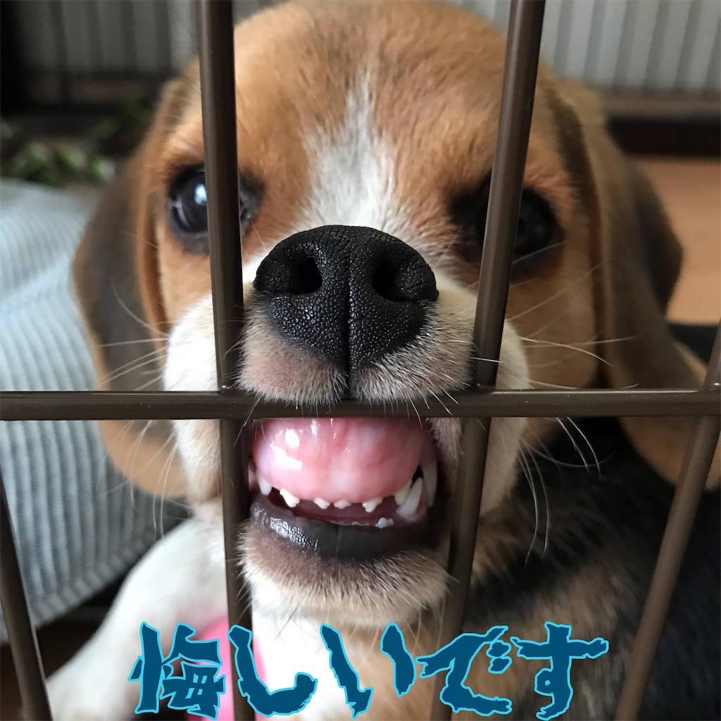 f:id:hachinohige:20190724160528j:image