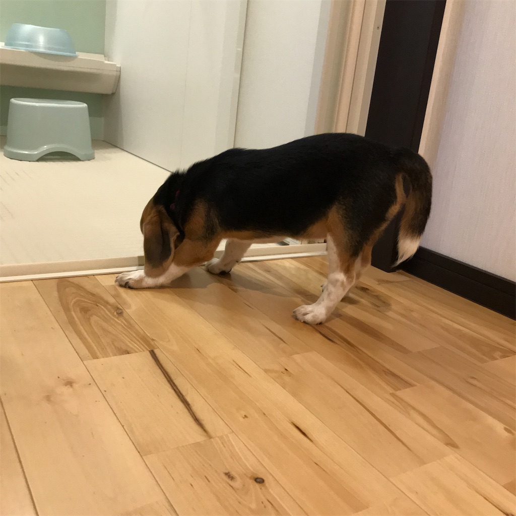 f:id:hachinohige:20190804210851j:image