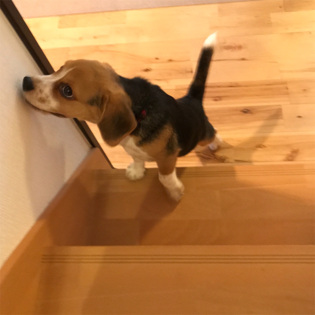 f:id:hachinohige:20190804211238j:image