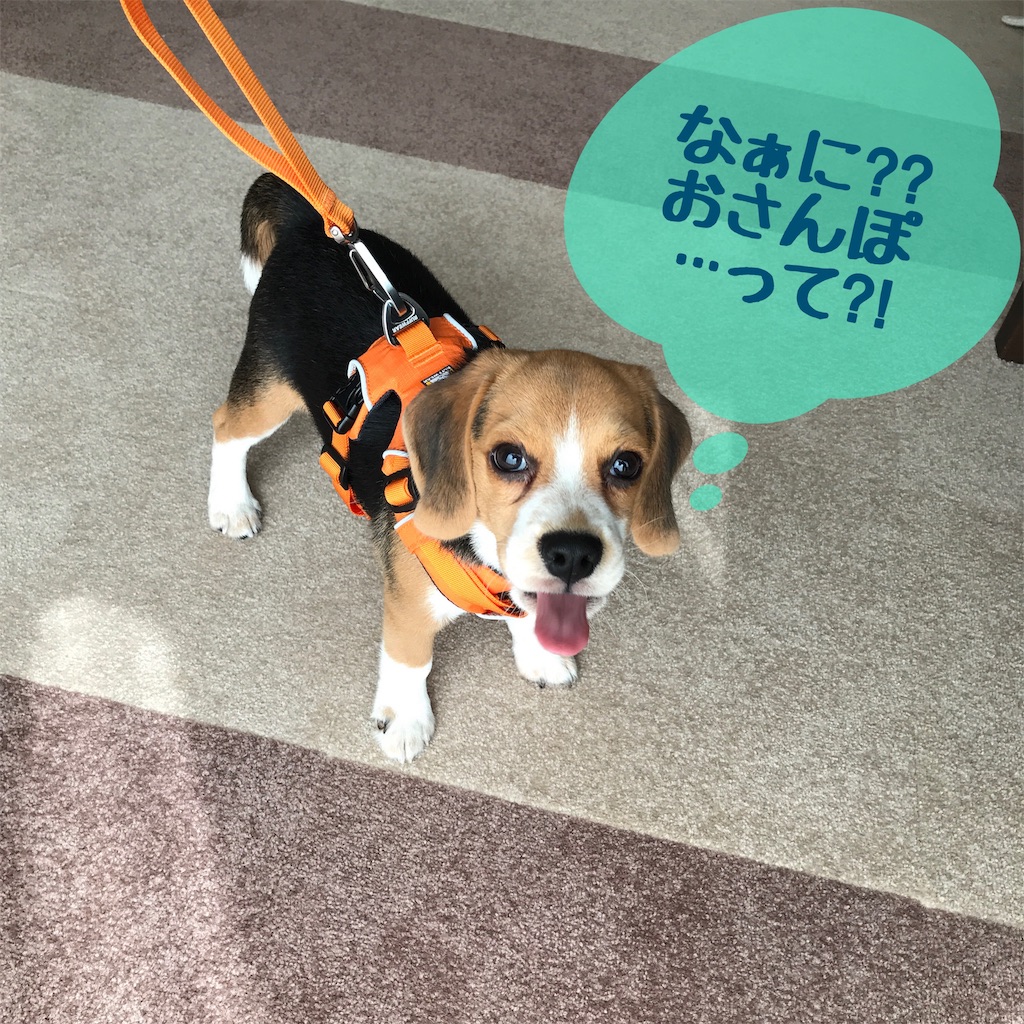 f:id:hachinohige:20190824095120j:image