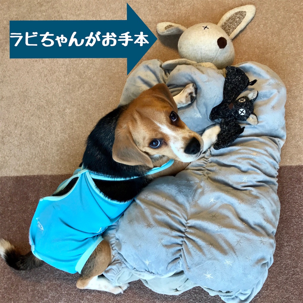 f:id:hachinohige:20191021180036j:image f:id:hachinohige:20191021180036j:image