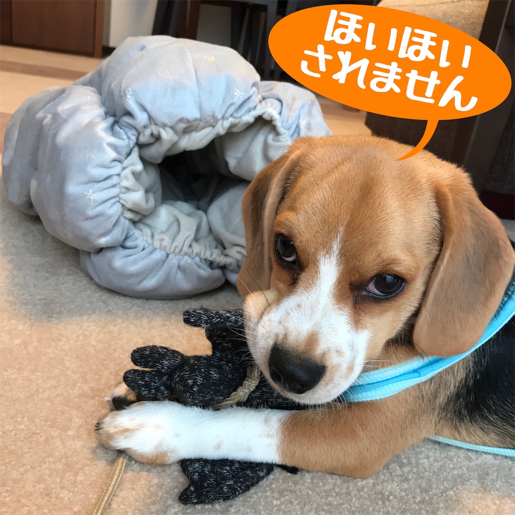 f:id:hachinohige:20191021194820j:image f:id:hachinohige:20191021194820j:image