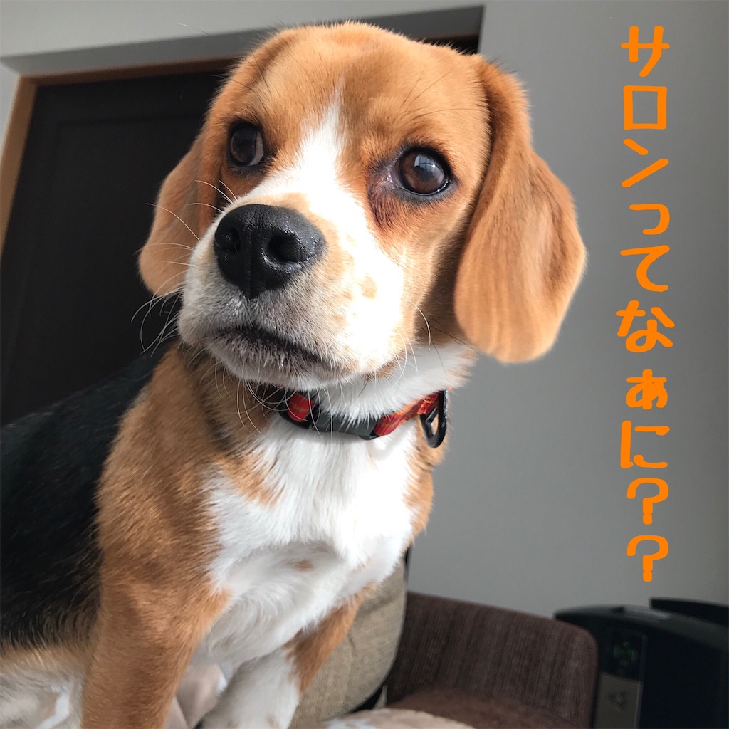 f:id:hachinohige:20191227163515j:image