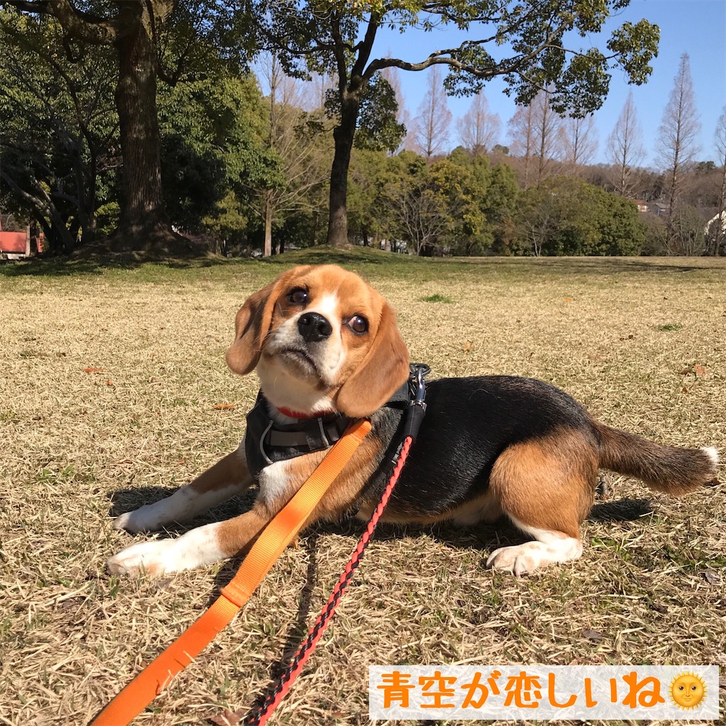 f:id:hachinohige:20200330180512j:image