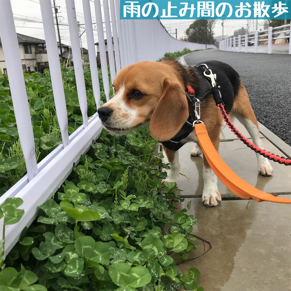 f:id:hachinohige:20200331110811j:image f:id:hachinohige:20200331110811j:image