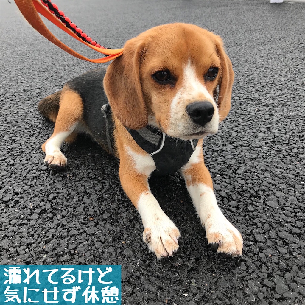 f:id:hachinohige:20200331110818j:image f:id:hachinohige:20200331110818j:image