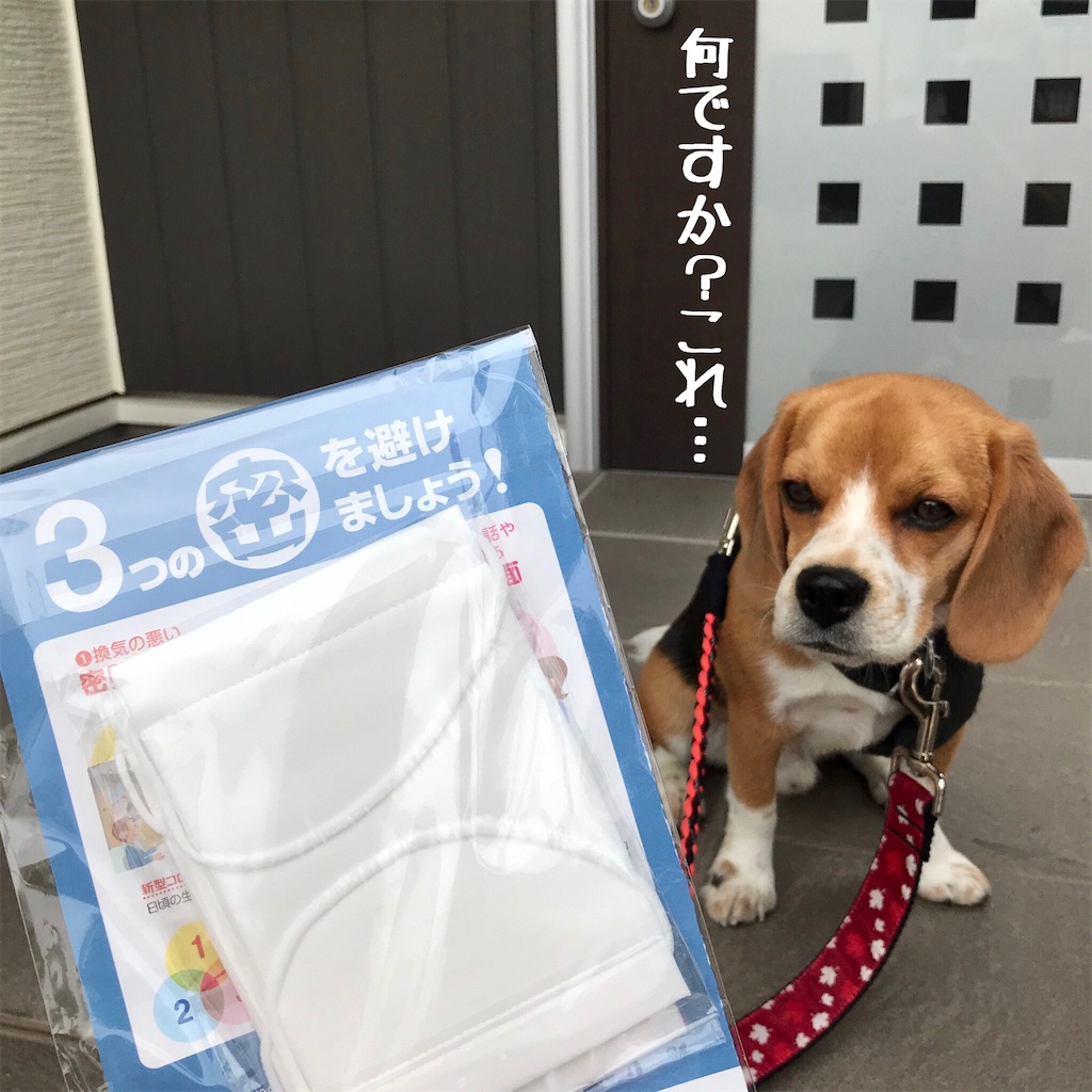 f:id:hachinohige:20200601171534j:image f:id:hachinohige:20200601171534j:image
