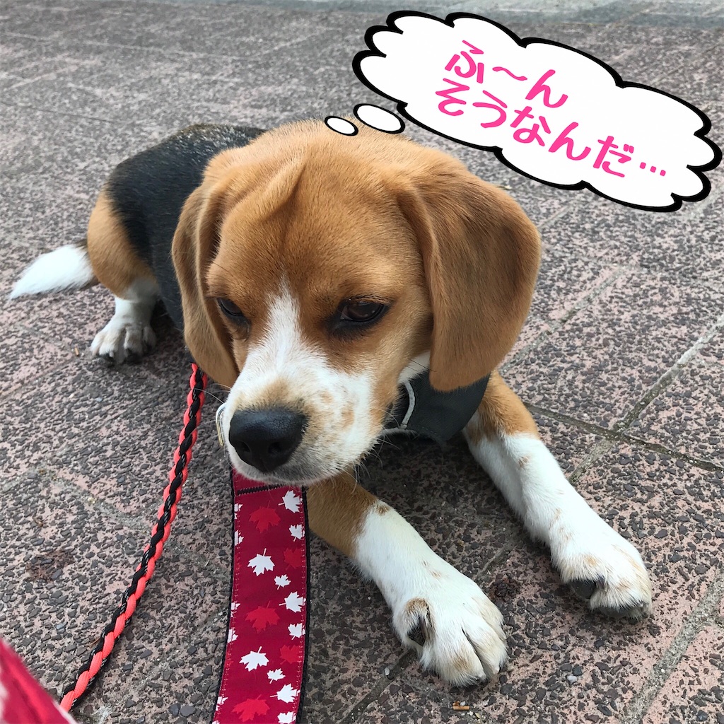 f:id:hachinohige:20200601174040j:image f:id:hachinohige:20200601174040j:image