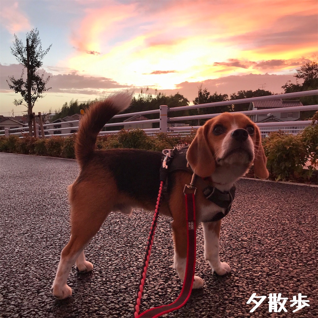 f:id:hachinohige:20200907194602j:image