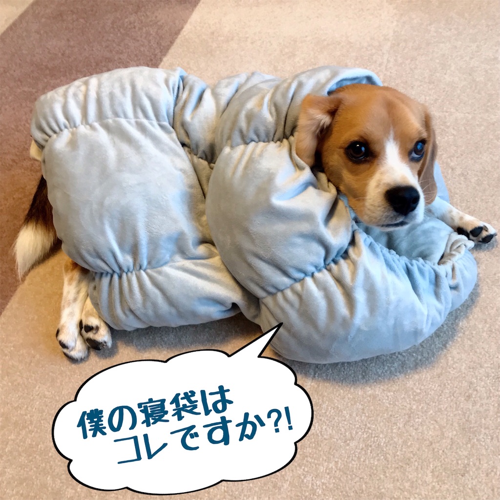 f:id:hachinohige:20200908190018j:image