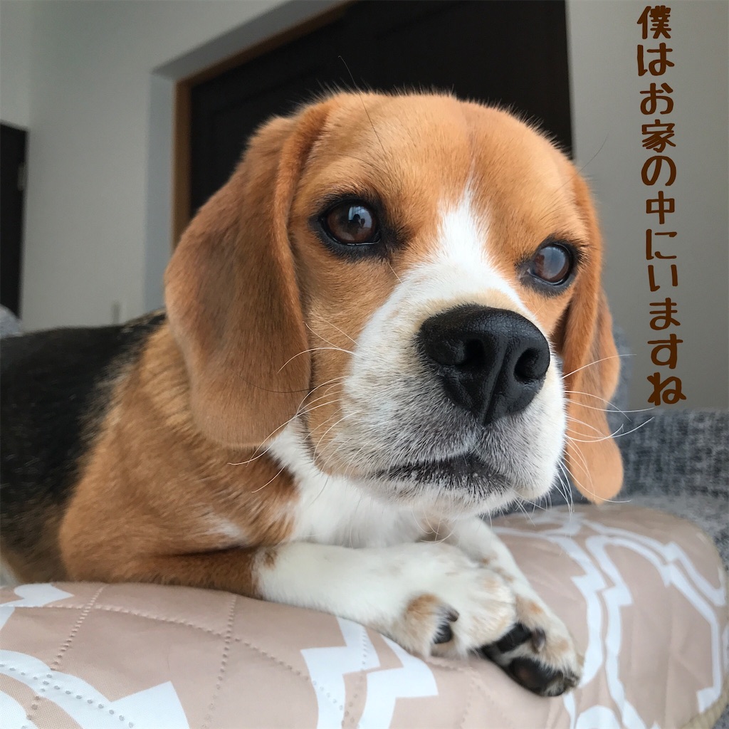 f:id:hachinohige:20200923173731j:image f:id:hachinohige:20200923173731j:image