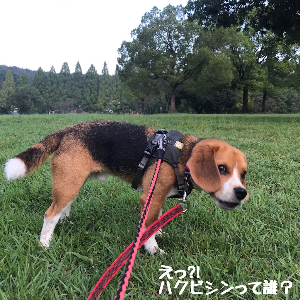 f:id:hachinohige:20200923173832j:image f:id:hachinohige:20200923173832j:image