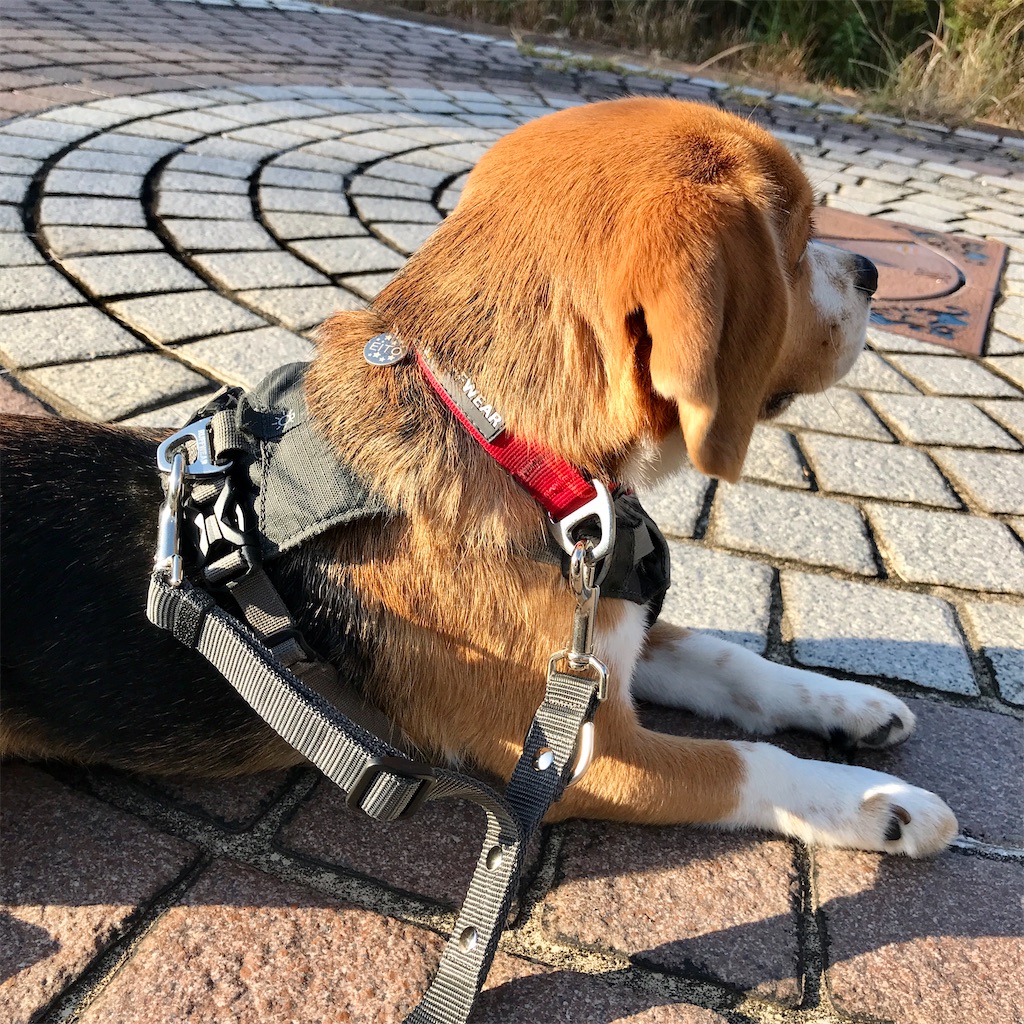 ダブルリード ビーグル犬エイトのお散歩日記