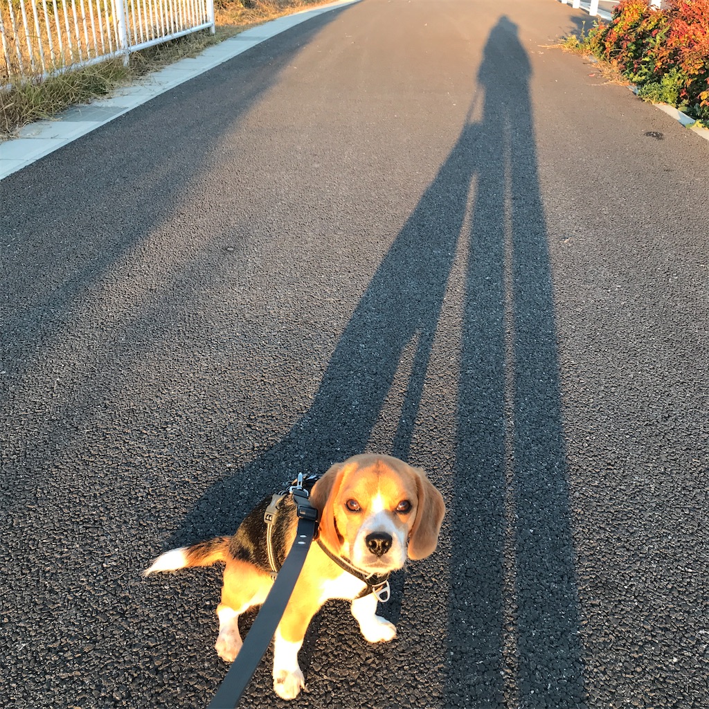 f:id:hachinohige:20201126211736j:image