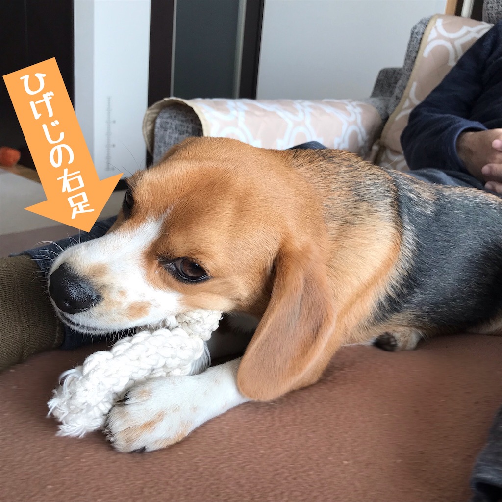 セラピードッグ ビーグル犬エイトのお散歩日記