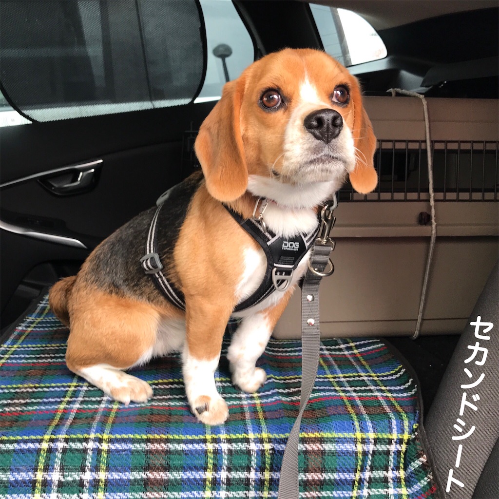 おかゆ号 ビーグル犬エイトのお散歩日記