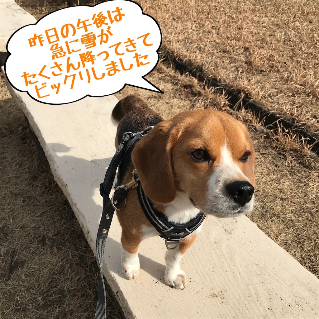 f:id:hachinohige:20210129151123j:image f:id:hachinohige:20210129151123j:image