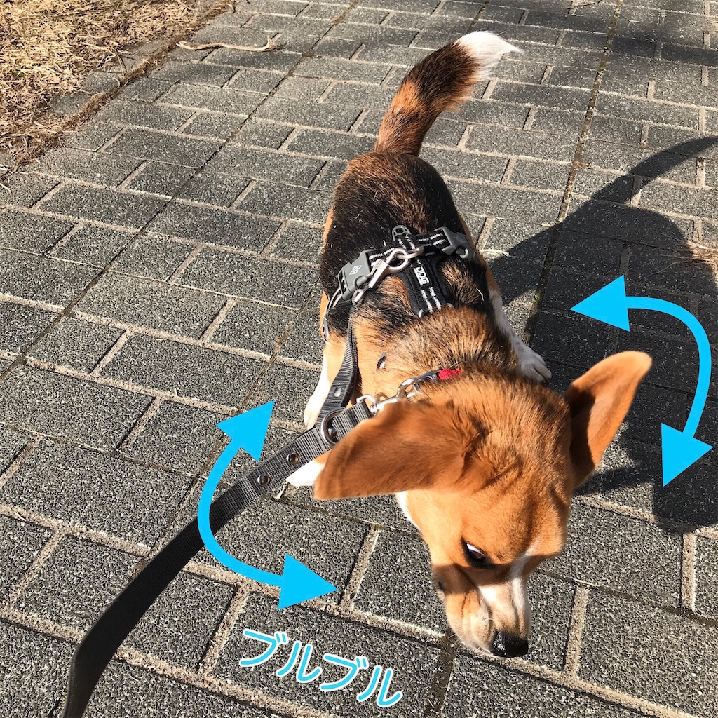 f:id:hachinohige:20210208182050j:image