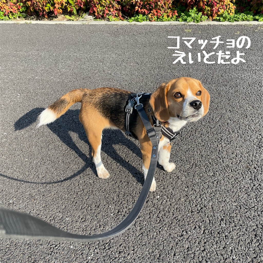 f:id:hachinohige:20210326165254j:image f:id:hachinohige:20210326165254j:image