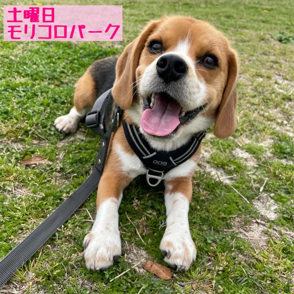 えいと元気です ビーグル犬エイトのお散歩日記 えいと元気です ビーグル犬エイトのお散歩日記