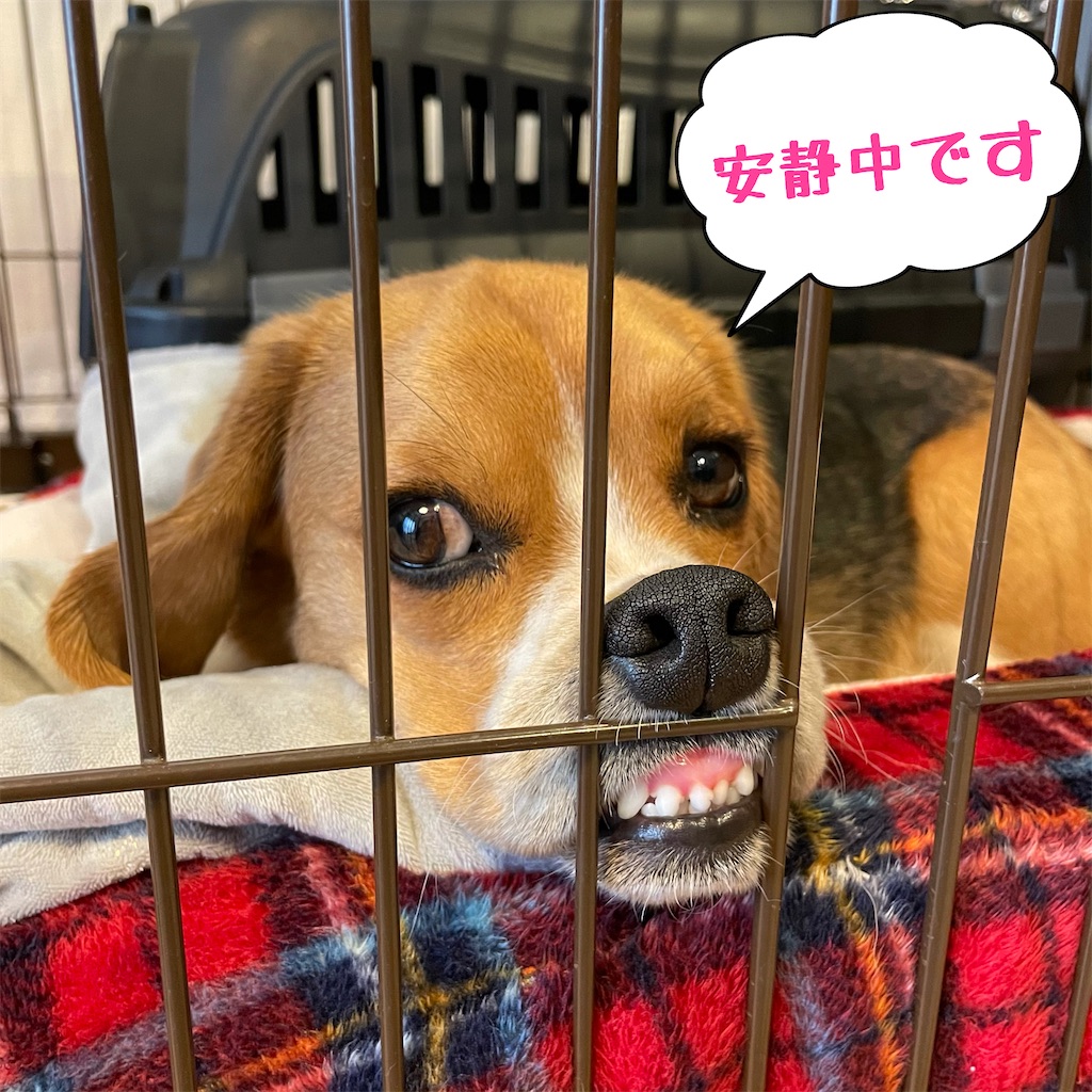 f:id:hachinohige:20210404181601j:image