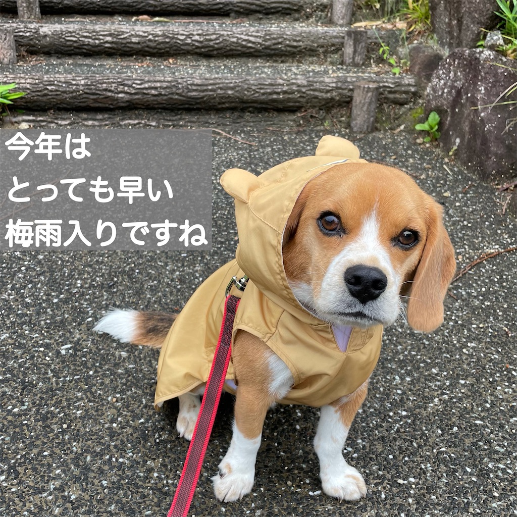 f:id:hachinohige:20210516140346j:image