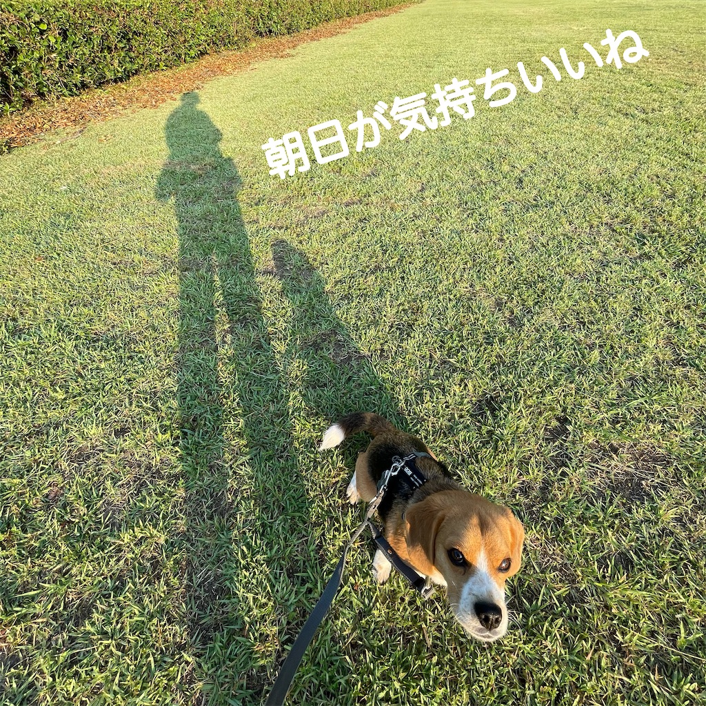 f:id:hachinohige:20210610104305j:image f:id:hachinohige:20210610104305j:image