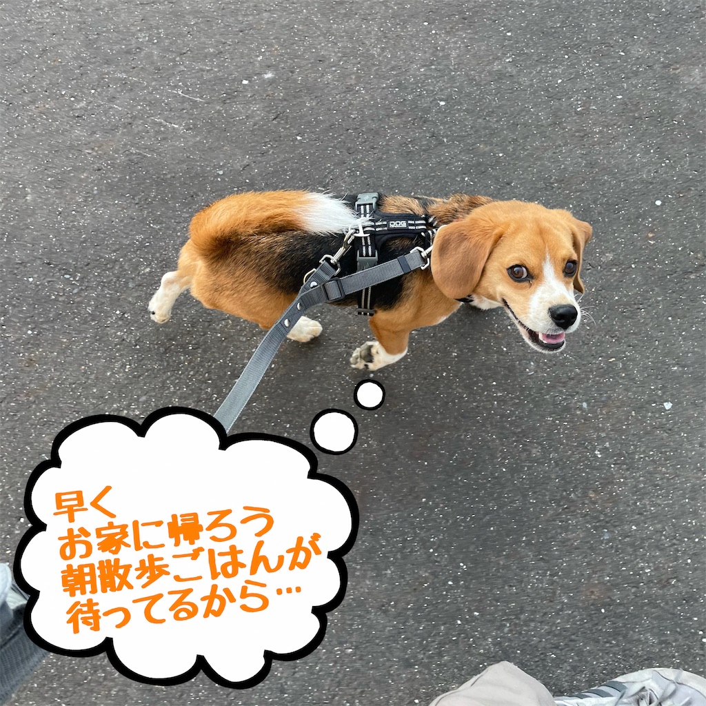 f:id:hachinohige:20210610104800j:image f:id:hachinohige:20210610104800j:image
