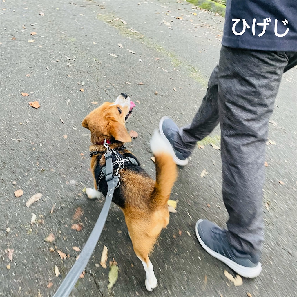 f:id:hachinohige:20210807214029j:image