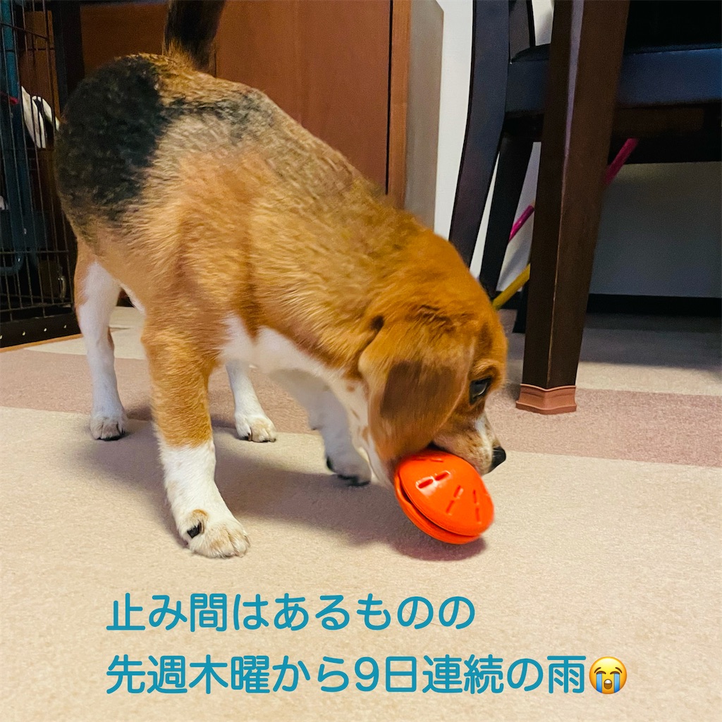 f:id:hachinohige:20210820201130j:image
