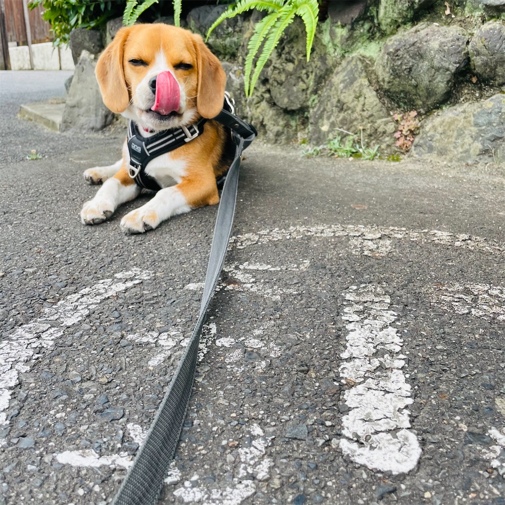 f:id:hachinohige:20210901184409j:image