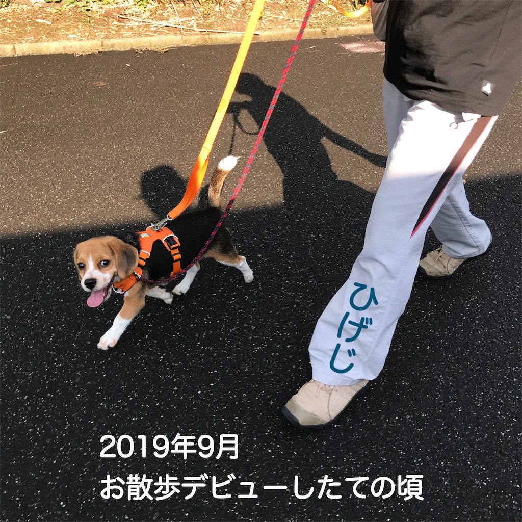 f:id:hachinohige:20210912172010j:image